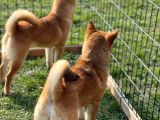 Shiba inu