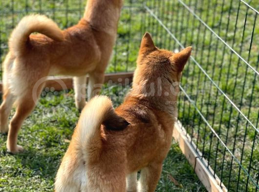 Shiba Inu