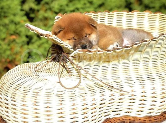 Minyatür Shiba Inu görsel