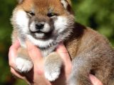 Minyatür Shiba Inu