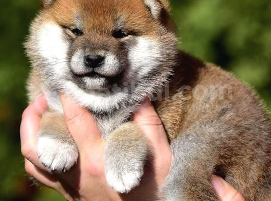 Minyatür Shiba Inu görsel