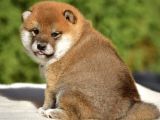 Minyatür Shiba inu
