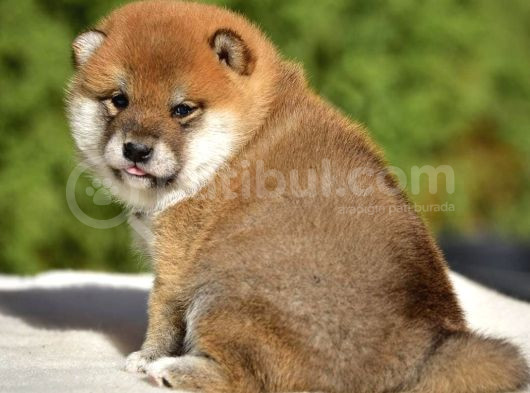 Minyatür Shiba Inu