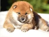 Minyatür Shiba Inu