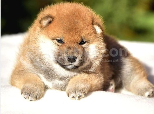 Minyatür Shiba Inu görsel