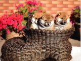 Minyatür Shiba Inu
