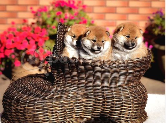 Minyatür Shiba Inu görsel