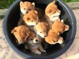 Minyatür Shiba Inu