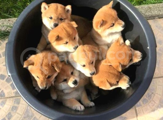 Minyatür Shiba Inu görsel