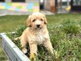 3 aylık Erkek Maltipoo