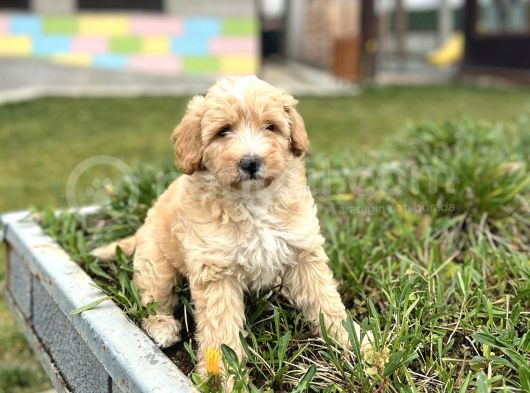 3 Aylık Erkek Maltipoo