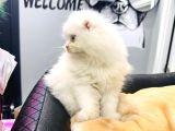 Sifir Kulak Kar Beyazi Exoti̇c Mavi̇göz Scotti̇sh Yavrumuz