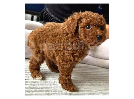 Tüm Malzemeleri̇ İle En Çok Aranan Renk Yavru Toy Poodle