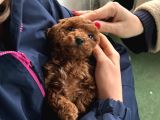 Tüm Malzemeleri̇ İle En Çok Aranan Renk Yavru Toy Poodle