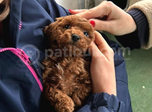Tüm Malzemeleri̇ İle En Çok Aranan Renk Yavru Toy Poodle görsel
