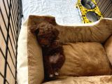 Tüm Malzemeleri̇ İle En Çok Aranan Renk Yavru Toy Poodle