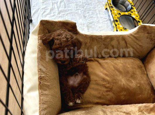 Tüm Malzemeleri̇ İle En Çok Aranan Renk Yavru Toy Poodle görsel