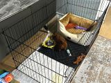 Tüm Malzemeleri̇ İle En Çok Aranan Renk Yavru Toy Poodle