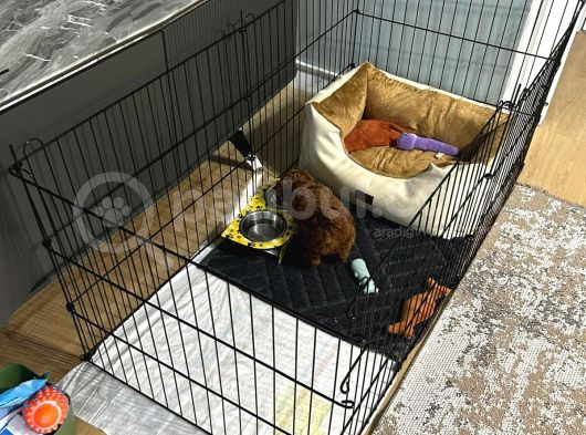 Tüm Malzemeleri̇ İle En Çok Aranan Renk Yavru Toy Poodle görsel