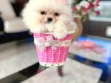 Teacup Di̇şi̇ Ve Erkek Yavrular