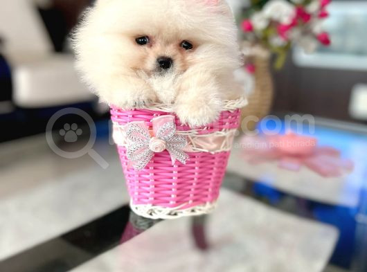 Teacup Di̇şi̇ Ve Erkek Yavrular görsel