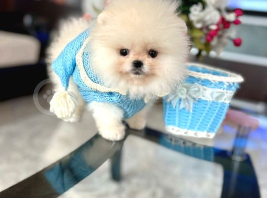 Teacup Di̇şi̇ Ve Erkek Yavrular görsel