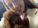 Toy Poodle Erkek Orjinal Renk Dünya Tatlısı