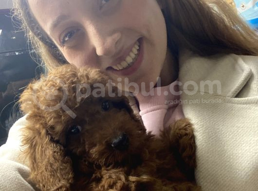 Toy Poodle Erkek Orjinal Renk Dünya Tatlısı görsel