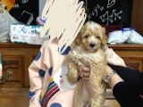 3 Aylık Erkek Maltipoo