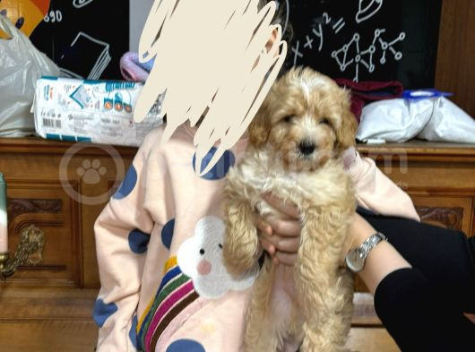 3 Aylık Erkek Maltipoo görsel