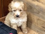 3 Aylık Erkek Maltipoo