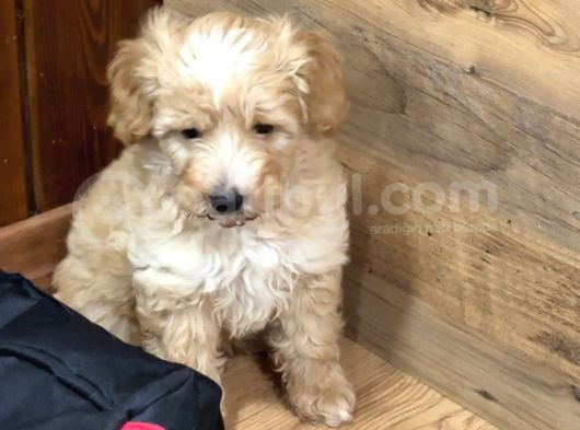 3 Aylık Erkek Maltipoo görsel