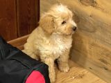 3 Aylık Erkek Maltipoo