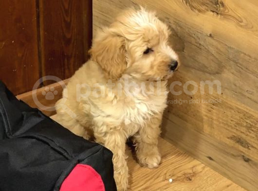 3 Aylık Erkek Maltipoo görsel