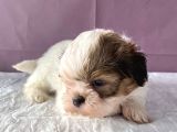 0 Numara Yakışıklı Shihtzu