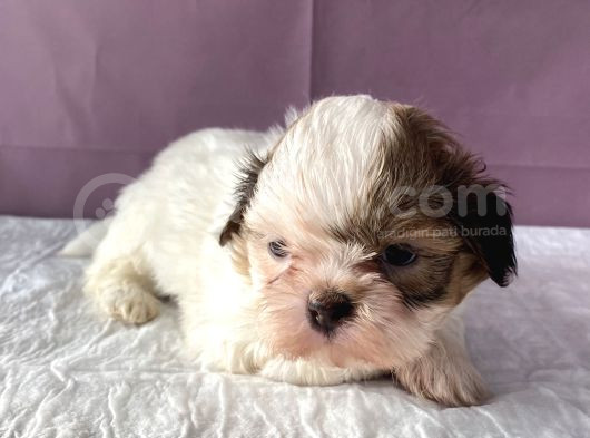 0 Numara Yakışıklı Shihtzu görsel