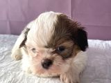 0 Numara Yakışıklı Shihtzu
