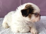 0 Numara Yakışıklı Shihtzu