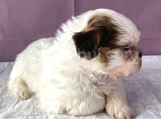 0 Numara Yakışıklı Shihtzu görsel