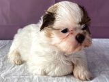 0 Numara Yakışıklı Shihtzu