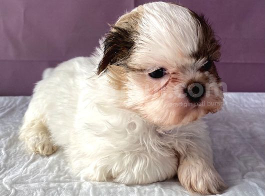 0 Numara Yakışıklı Shihtzu görsel