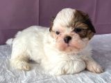0 Numara Yakışıklı Shihtzu