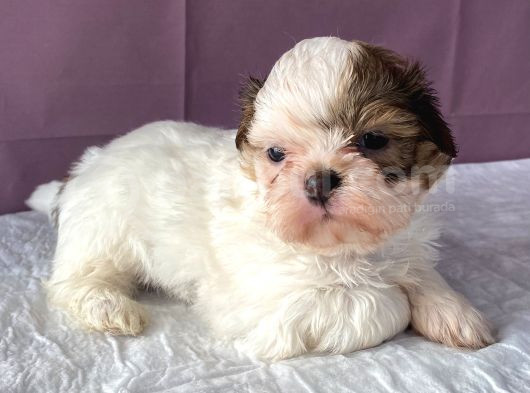 0 Numara Yakışıklı Shihtzu görsel