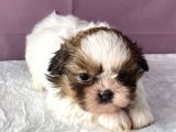 0 Numr Shihtzu Kızımız