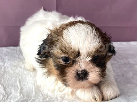 0 Numr Shihtzu Kızımız görsel