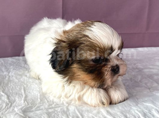 0 Numr Shihtzu Kızımız görsel