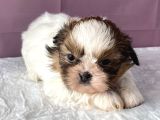 0 Numr Shihtzu Kızımız
