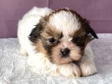 0 Numr Shihtzu Kızımız