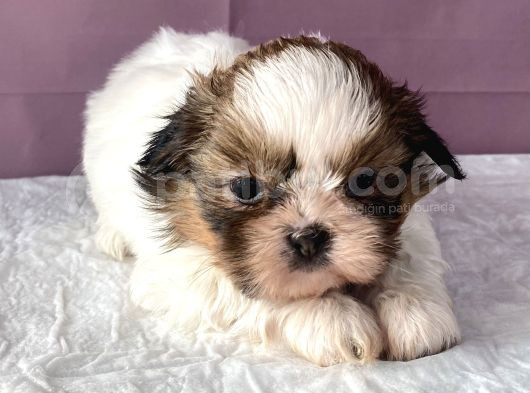 0 Numr Shihtzu Kızımız görsel