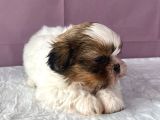 0 Numr Shihtzu Kızımız